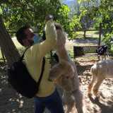 Quando un visitatore prende un fico e lo porta in alto alzando il braccio, l�animale prende lo slancio e scatta sino a raggiungere l�agognato frutto